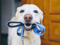 Chambly : entrée en vigueur du règlement sur la présence des chiens dans les lieux publics
