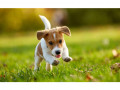 Présence des chiens dans les lieux publics à Chambly : les résultats du sondage
