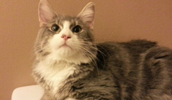 Adopter un chat pour Noël