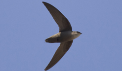 Chambly, le refuge d’un oiseau en péril au Canada