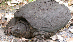 Une traverse de tortue à Saint-Mathias-sur-Richelieu!