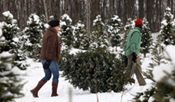 Pour Noël, choisissez et coupez vous-même votre sapin!