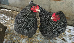 Proposition de poules urbaines à Chambly