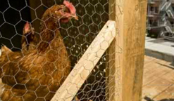 Après Chambly, Carignan autorise les poules en milieu urbain
