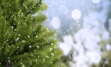 Collecte des sapins.