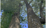 La Ville de Chambly engagée dans la protection de l’arbre