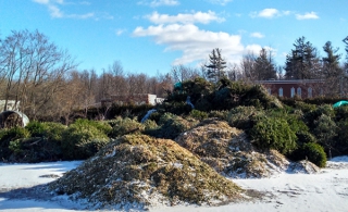 850 sapins naturels ont été recueillis à Chambly