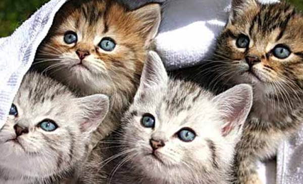 Week-end d’adoption de chats à Chambly
