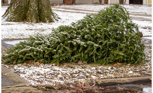 Collecte de sapin natuel à Chambly, le 9 janvier (Photo: courtoisie, Ville de Chambly)