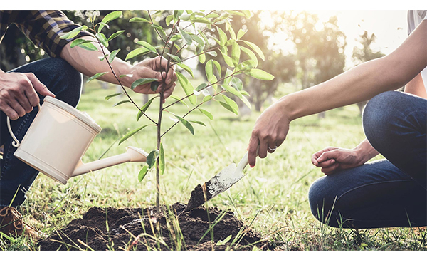 Le programme de subvention pour l’aide à la plantation d’arbre élargi à tous les propriétaires de Chambly