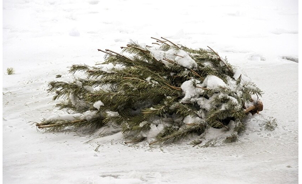 Collecte de sapin de Noël