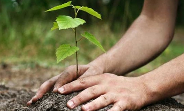 Distribution gratuite de plants d’arbre à Carignan
