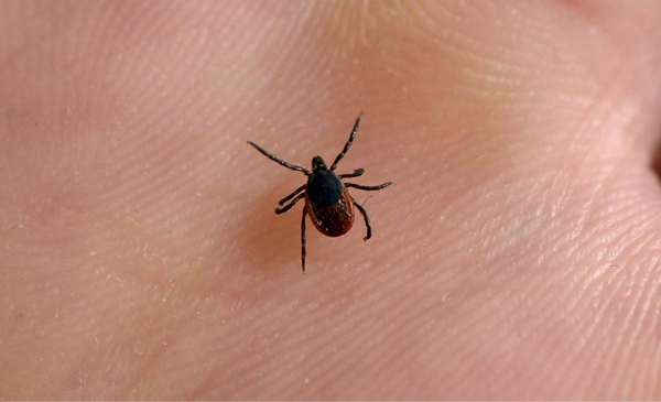 La maladie de Lyme est bien pr&eacute;sente en Mont&eacute;r&eacute;gie