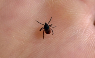 La maladie de Lyme est bien présente en Montérégie