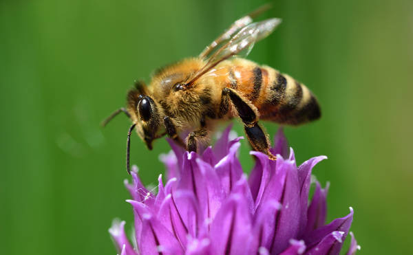 Chambly à la rescousse des pollinisateurs avec ses ruches urbaines