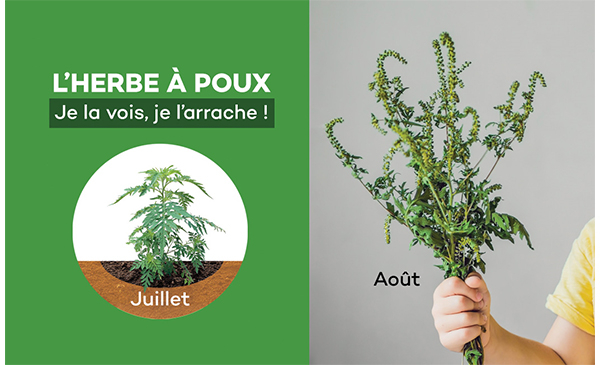 Chambly lance sa campagne d’arrachage de l’herbe à poux