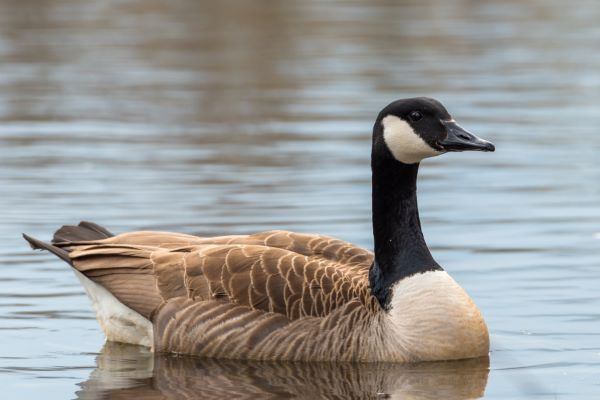 Un nombre record de bernaches sur la bassin de Chambly ce printemps