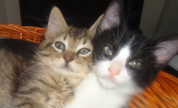 Journées d&#039;adoption de chats, les 4 et 5 juin à Chambly
