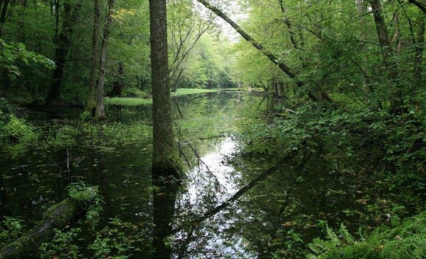 L&#039;île au foin