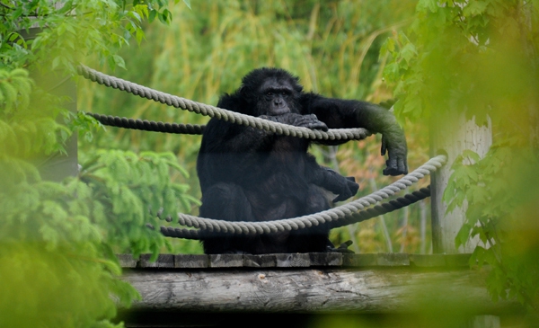 Fauna : les singes au cœur d’une vaste plantation horticole et forestière