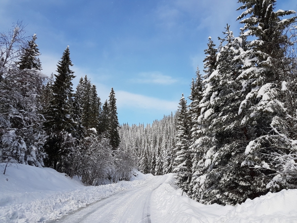 Vos pneus d’hiver convoités par les voleurs