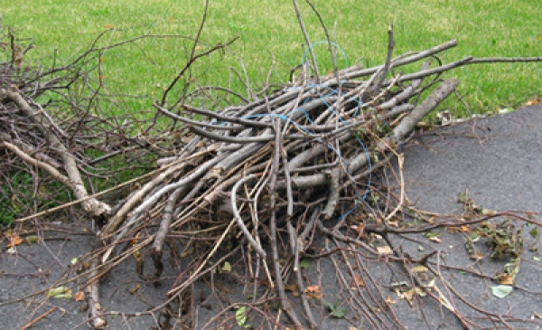 Collecte gratuite de branches d&rsquo;arbres &agrave; Carignan