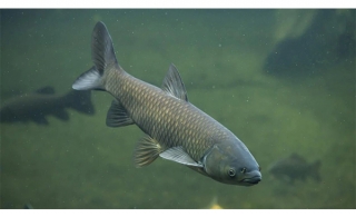 Une carpe asiatique pêchée dans le bassin de Chambly