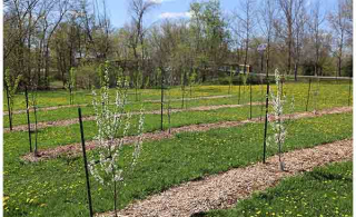 Verger du parc Boileau (Photo: courtoisie, Ville de Chambly)