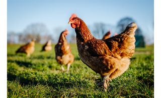 Grippe aviaire : mesures de prévention et de biosécurité maintenues